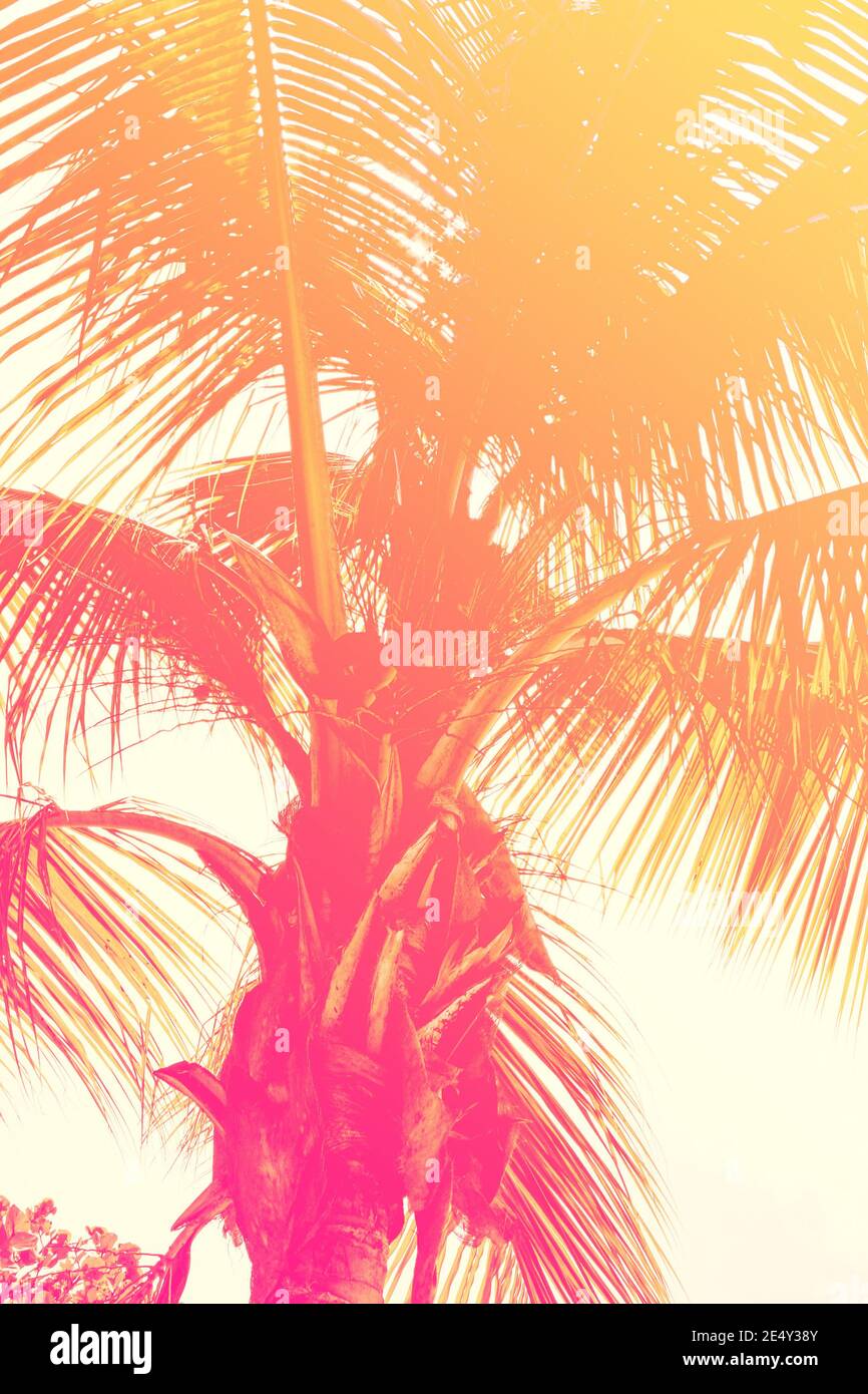 Colorato stile tropicale degli anni '90/80 palma giungla sfondo texture con rosa, gradiente turchese Foto Stock
