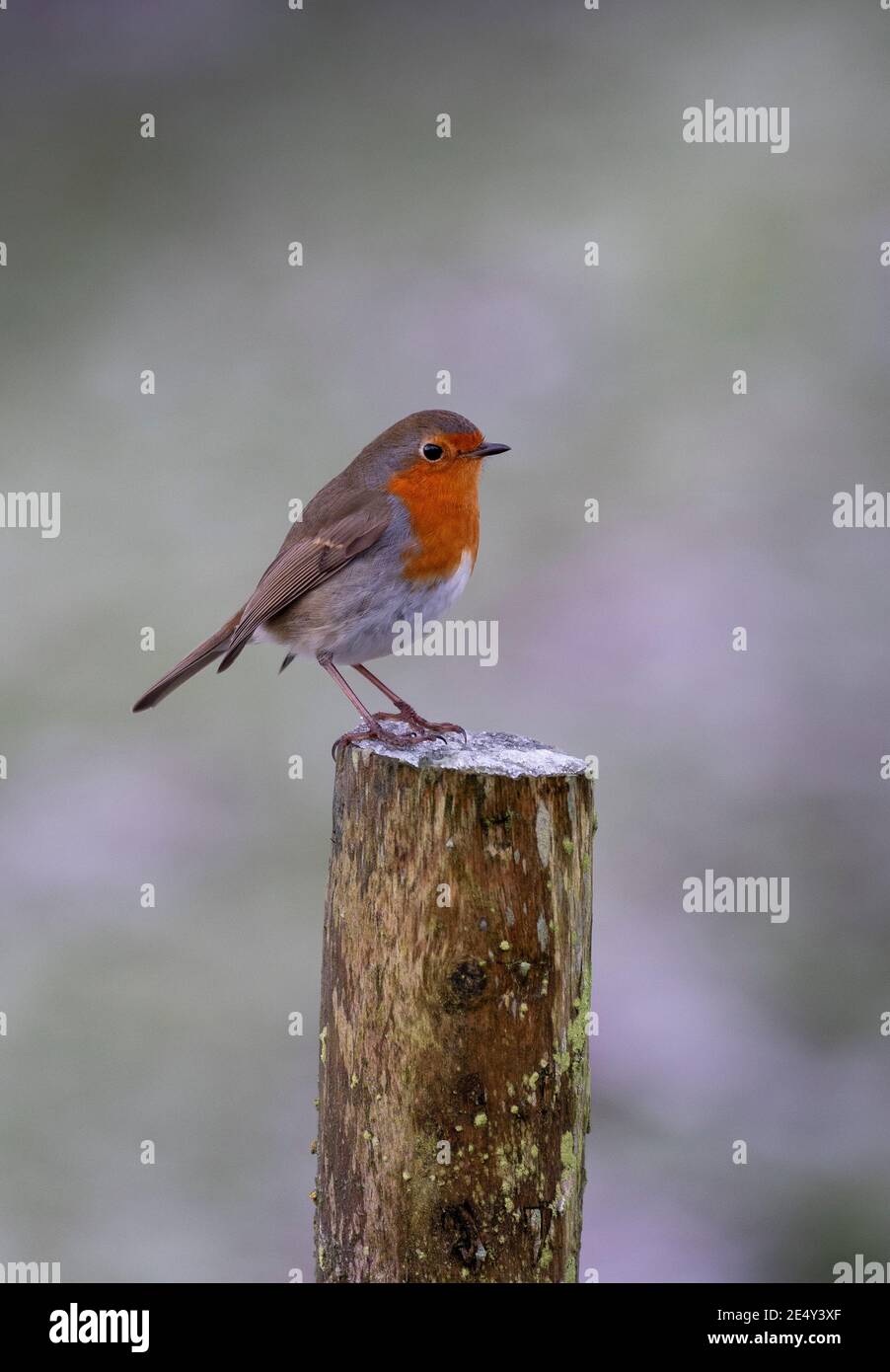Friendly Robin, Erithacus rubecula, arroccato su un palo. North Yorkshire, Regno Unito. Foto Stock