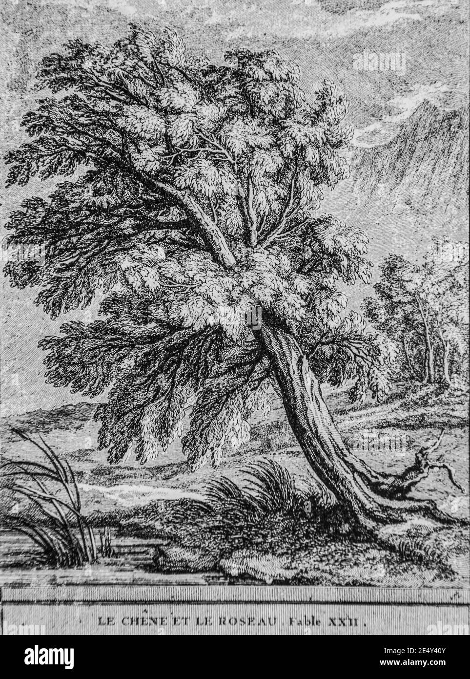 le chene et le roseau,fables de la fontaine,editeur talan,dier 1904,dessin de j.b.oudry Foto Stock