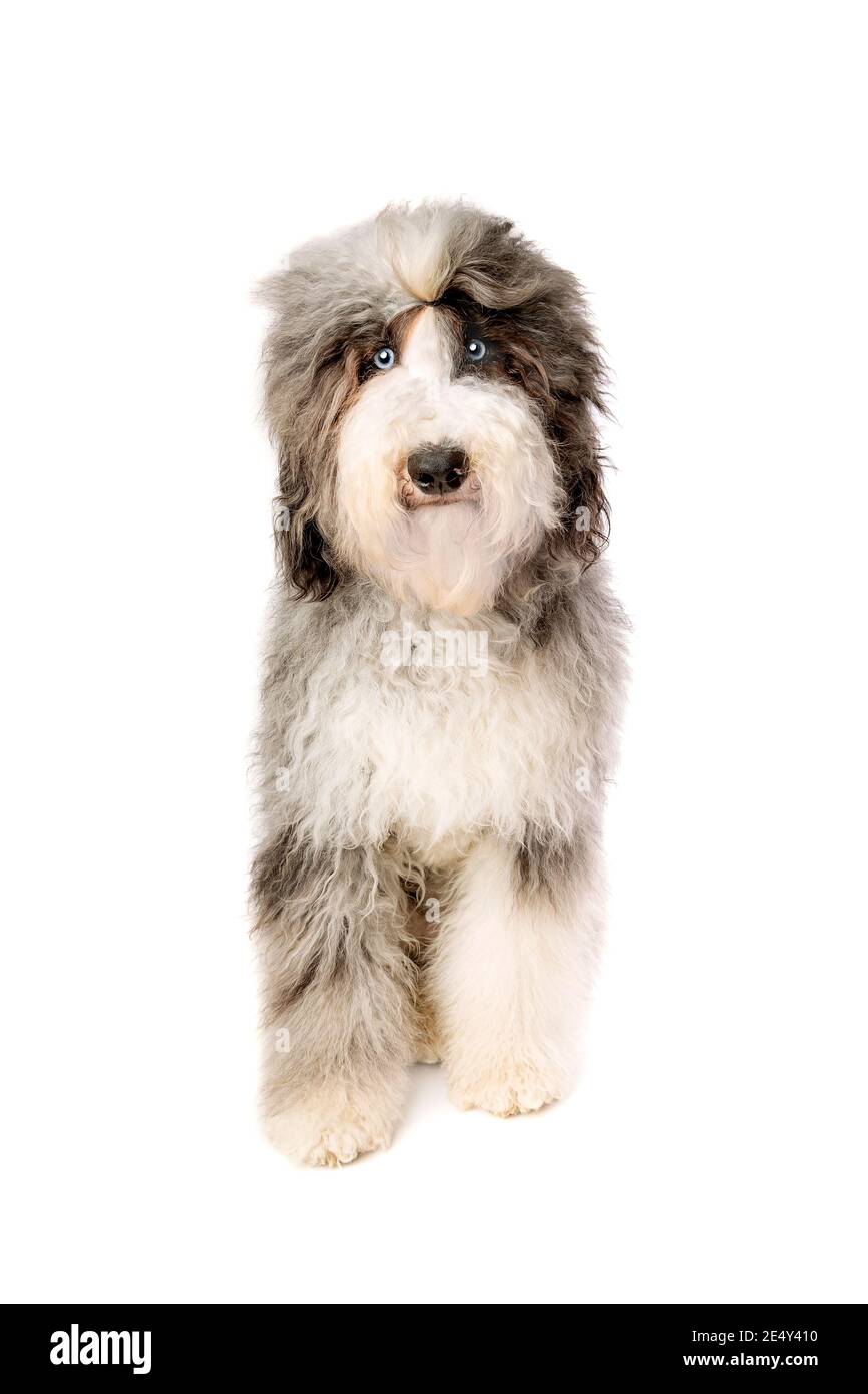 Cane Sheepadoodle di fronte a uno sfondo bianco Foto Stock