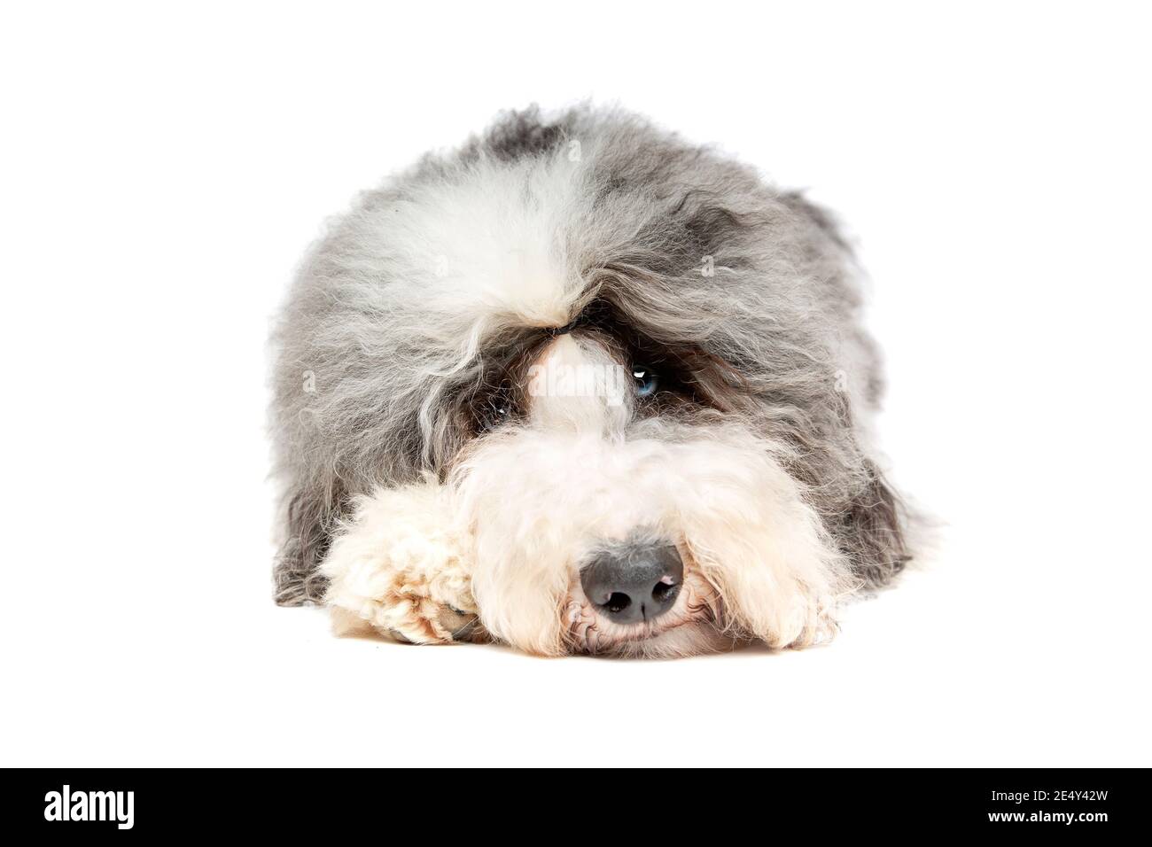 Cane Sheepadoodle di fronte a uno sfondo bianco Foto Stock