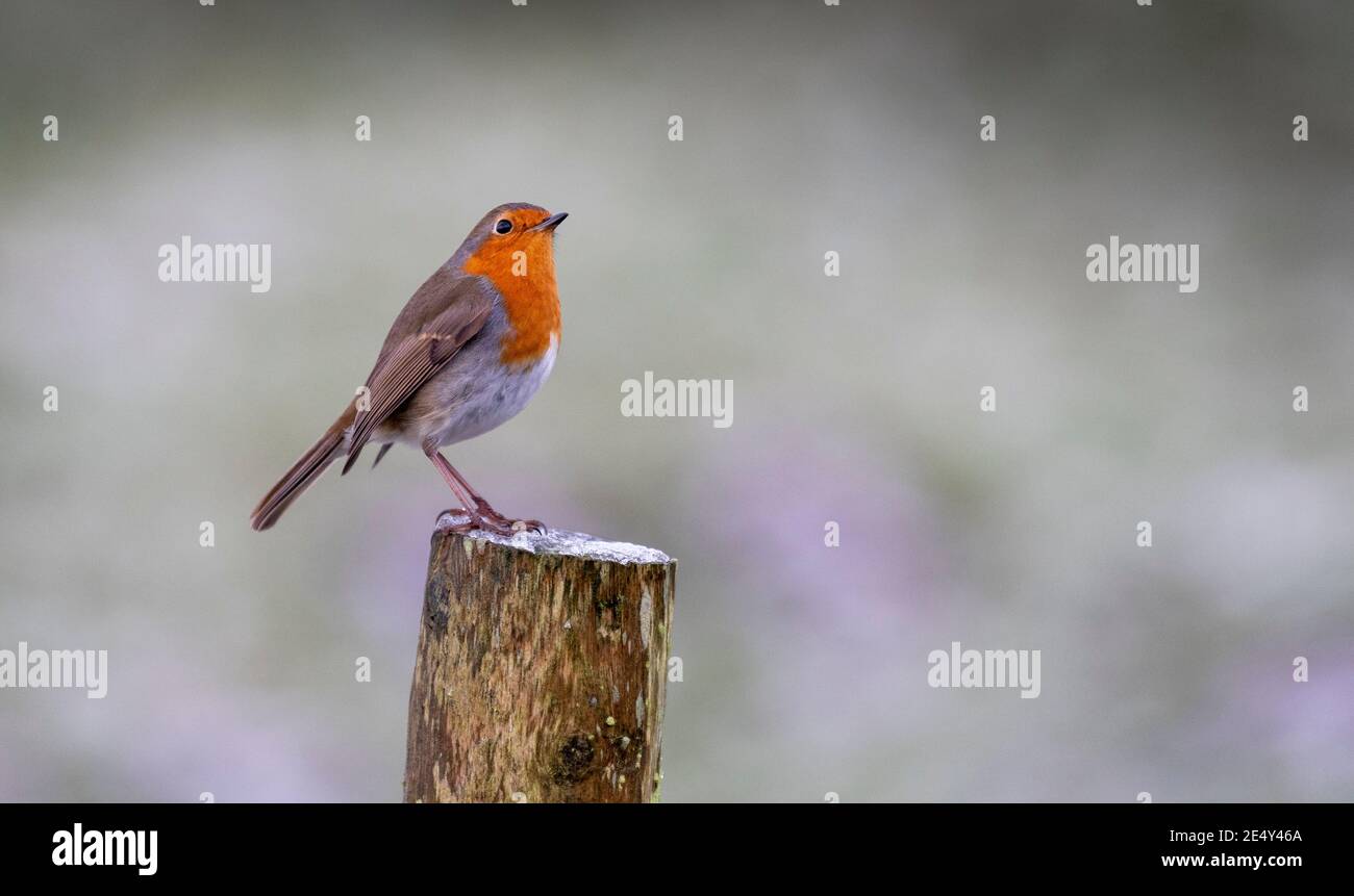 Friendly Robin, Erithacus rubecula, arroccato su un palo. North Yorkshire, Regno Unito. Foto Stock