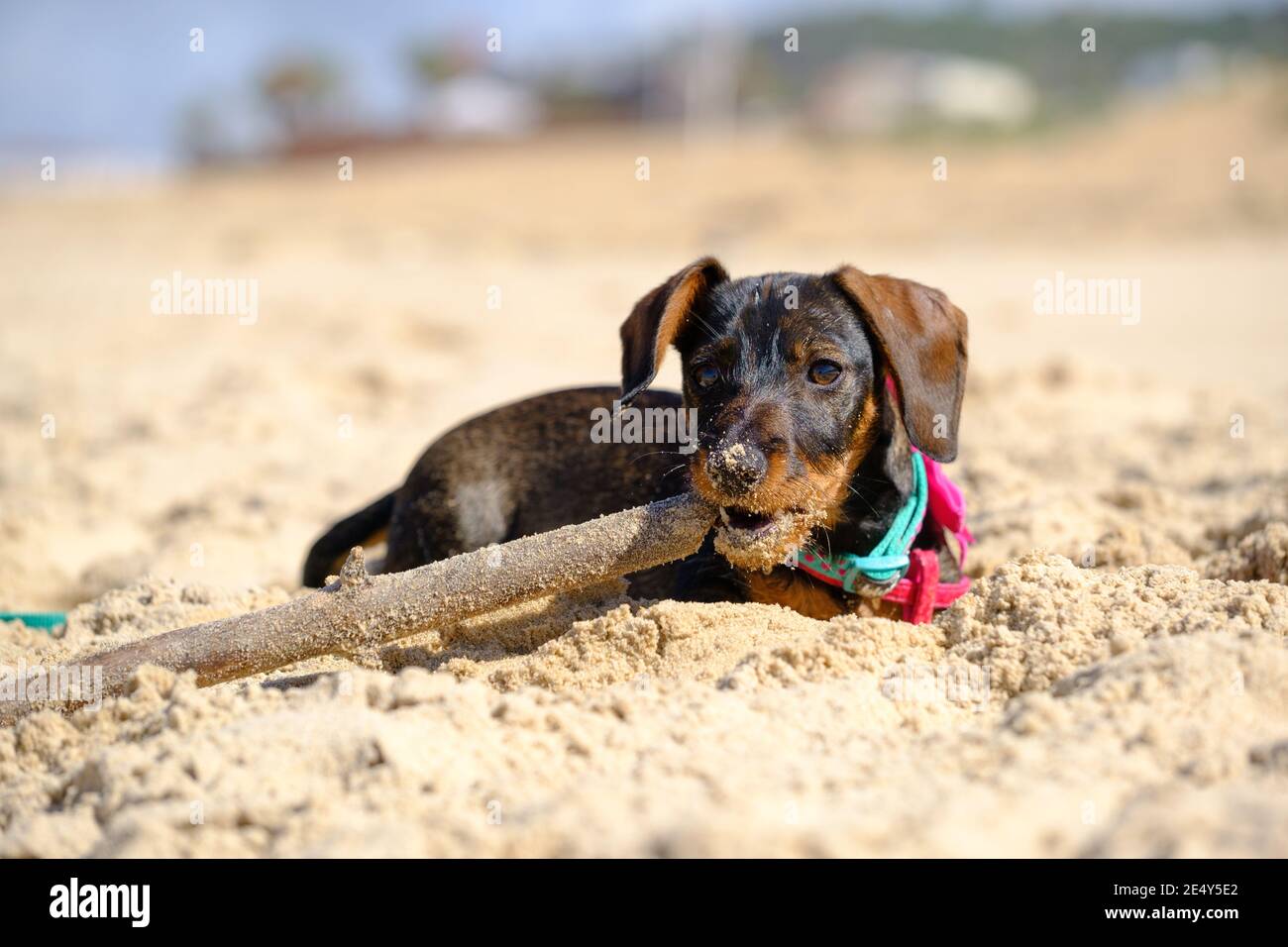 Cucciolo di cane di salsiccia mini che gioca nella sabbia con un attaccare e di fronte alla fotocamera Foto Stock