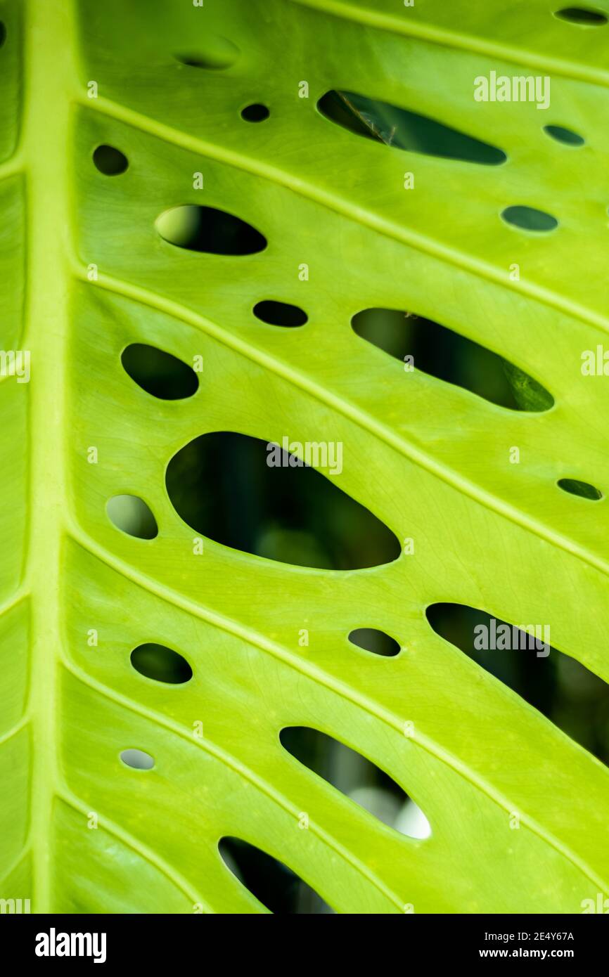 primo piano su buchi in una foglia verde di monstera deliziosa pianta Foto Stock
