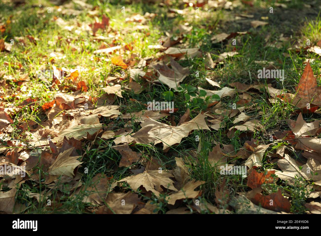 Foglie d'acero cadute su erba verde in un parco, un dettaglio colorato dell'inizio dell'autunno che segna il cambio di stagione Foto Stock