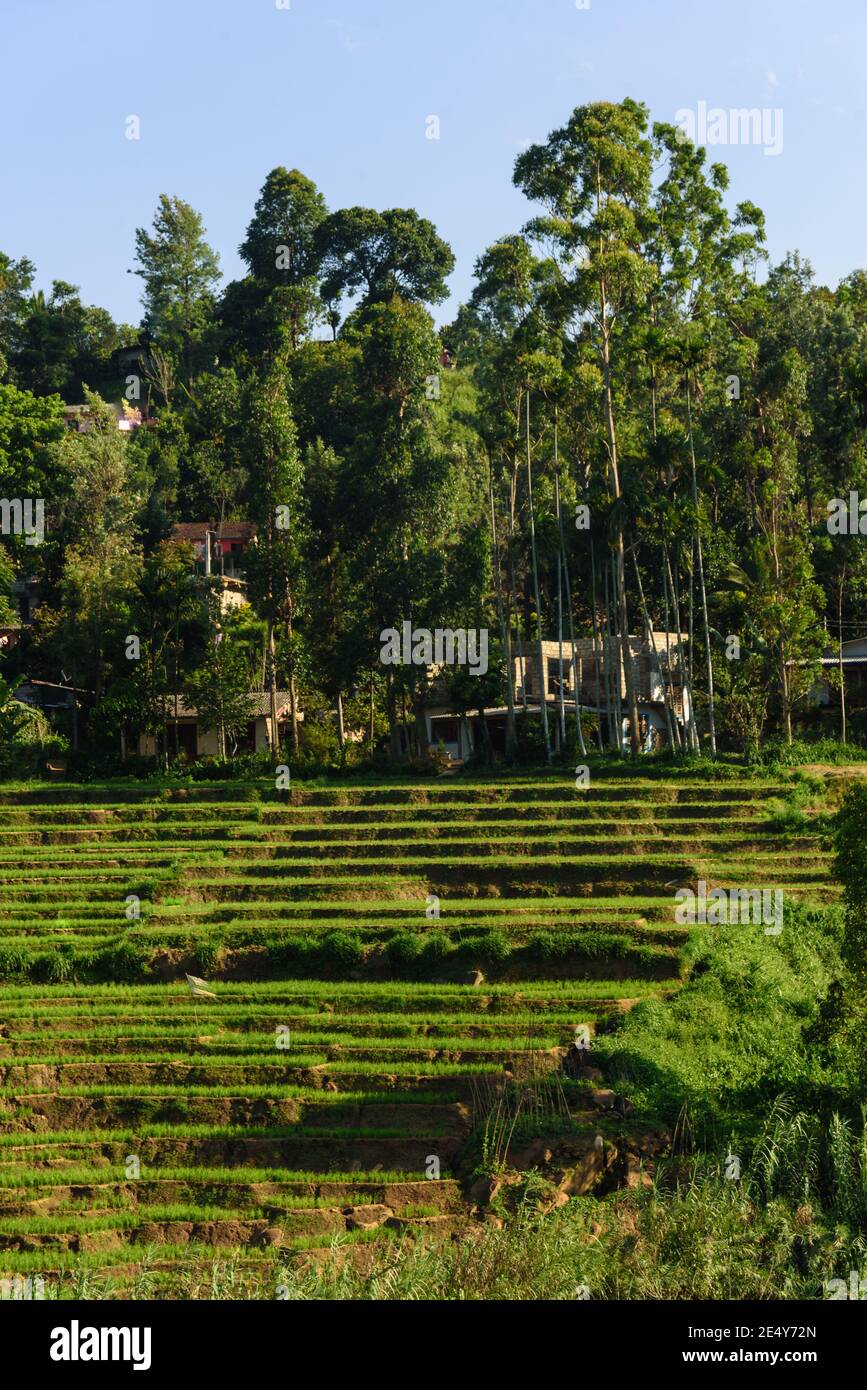 Terrazza di riso archiviato nella campagna dello Sri Lanka, paese di collina Foto Stock