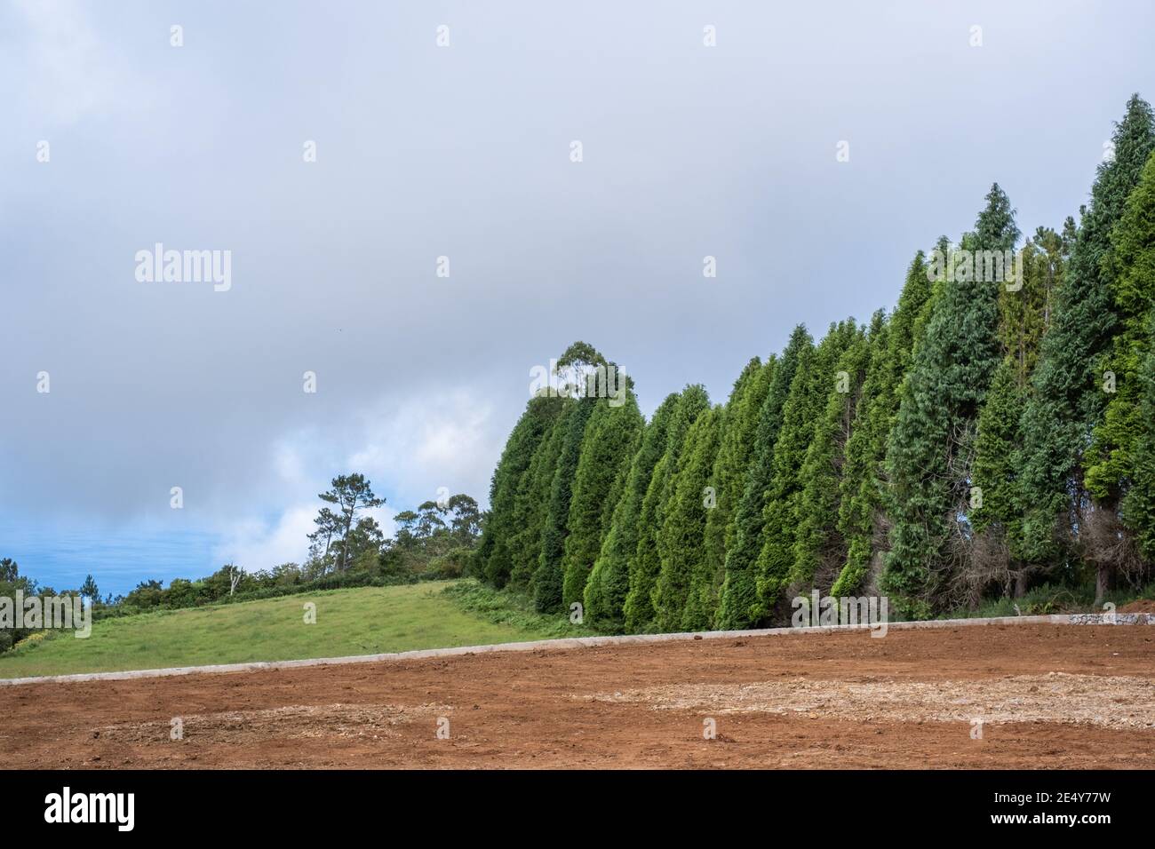 Una linea di grandi alberi in montagna accanto ad un campo marrone sporco appena in linea con le nuvole alte nella montagna. Foto Stock