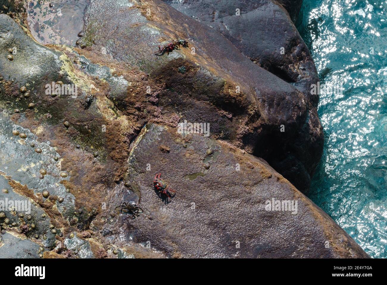 Gruppi di granchi colorati in cima a rocce vulcaniche scure in riva al mare con l'oceano blu accanto ad esso Foto Stock