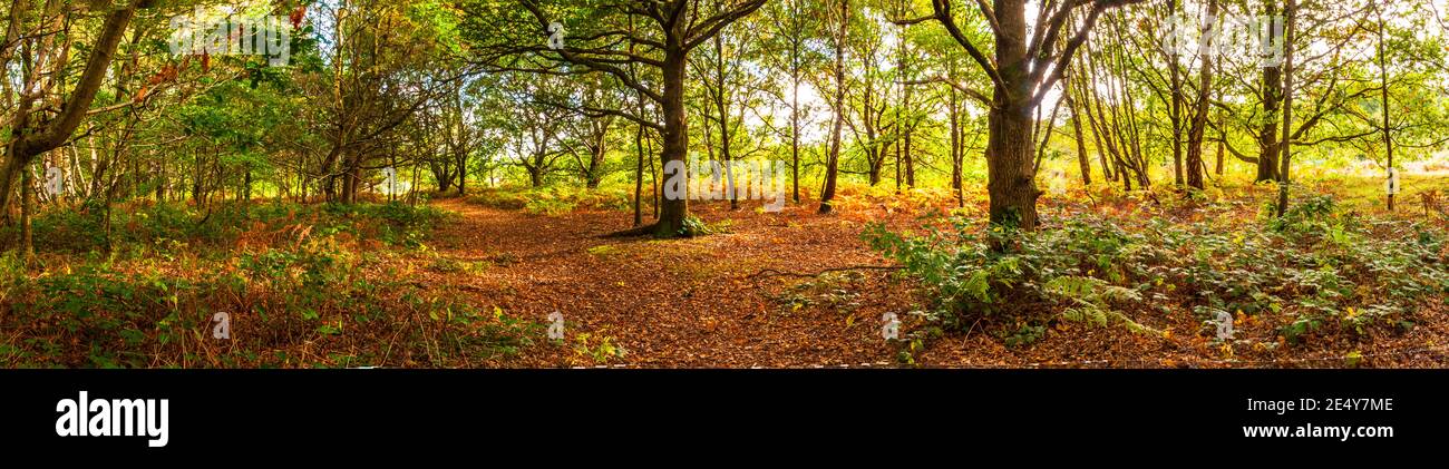 Un lago nebboso a Dudley, Regno Unito Foto Stock