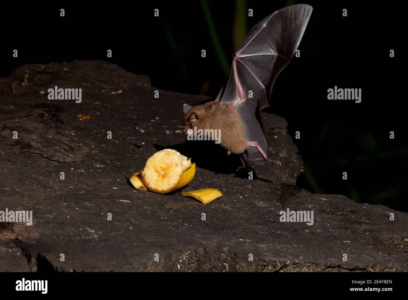 Bat a coda corta di Seba, Carolla perspicillata, mangiare banana. Foto Stock