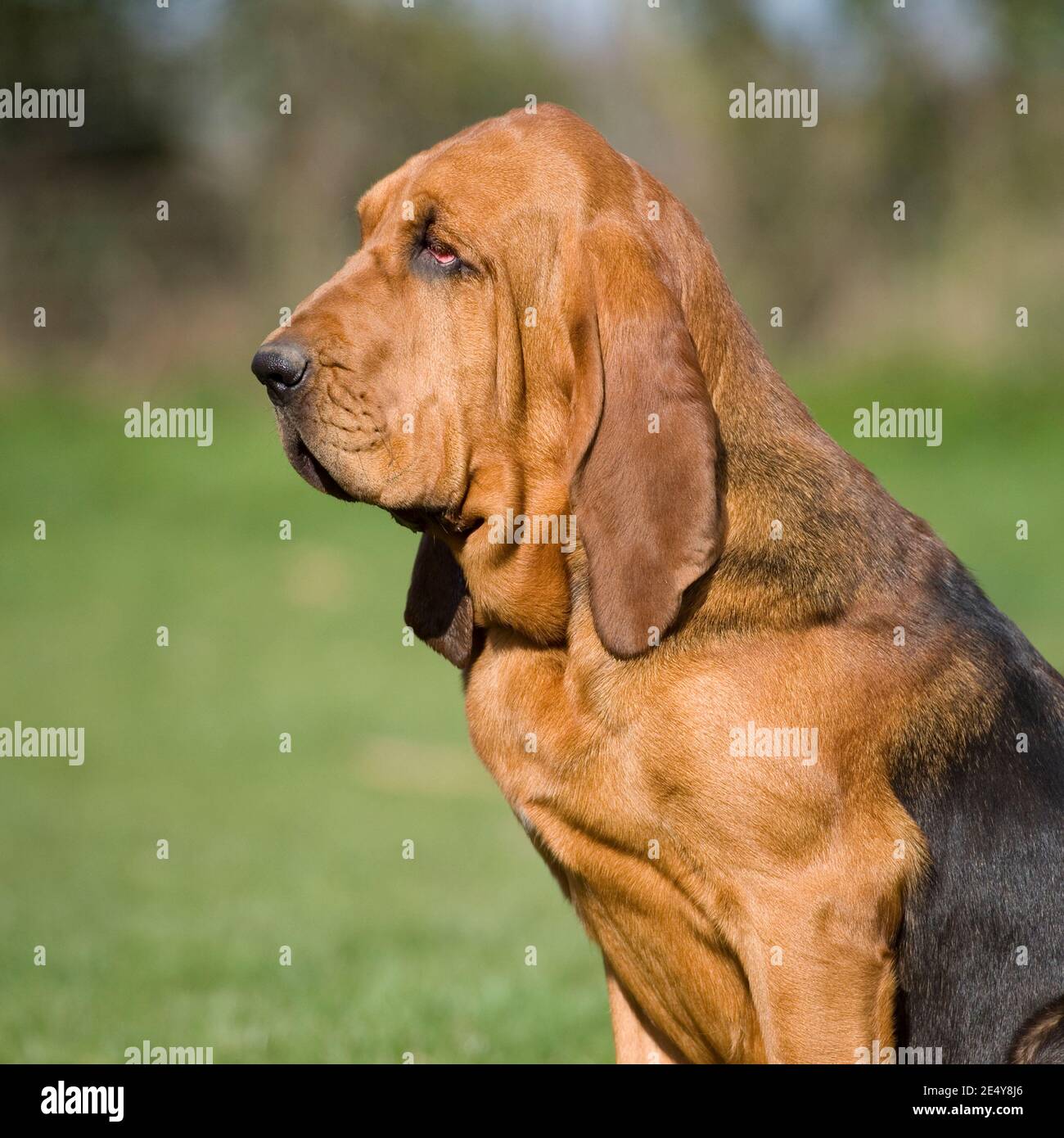 Bloodhound Foto Stock