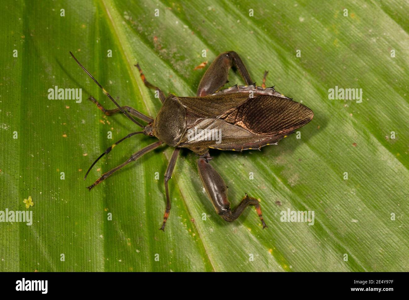 Bug non identificato a piede di foglia, Coreidae. Foto Stock