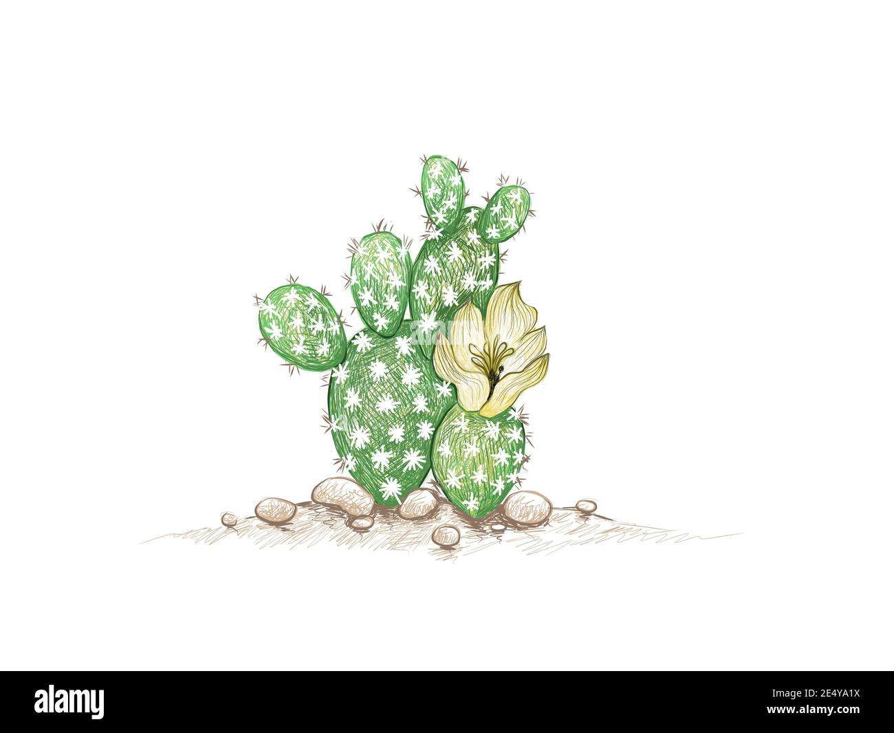 Illustrazione schizzo disegnato a mano di Opuntia Microdasys, Bunny Ear Prickly Pear, Ange di Angel, Polka Dot Cactus. Piante succulente con spine acarpate Foto Stock