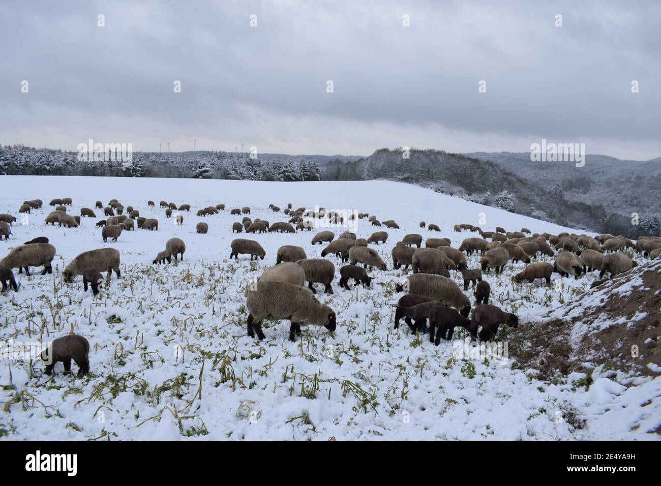 mandria di pecora nella neve Foto Stock