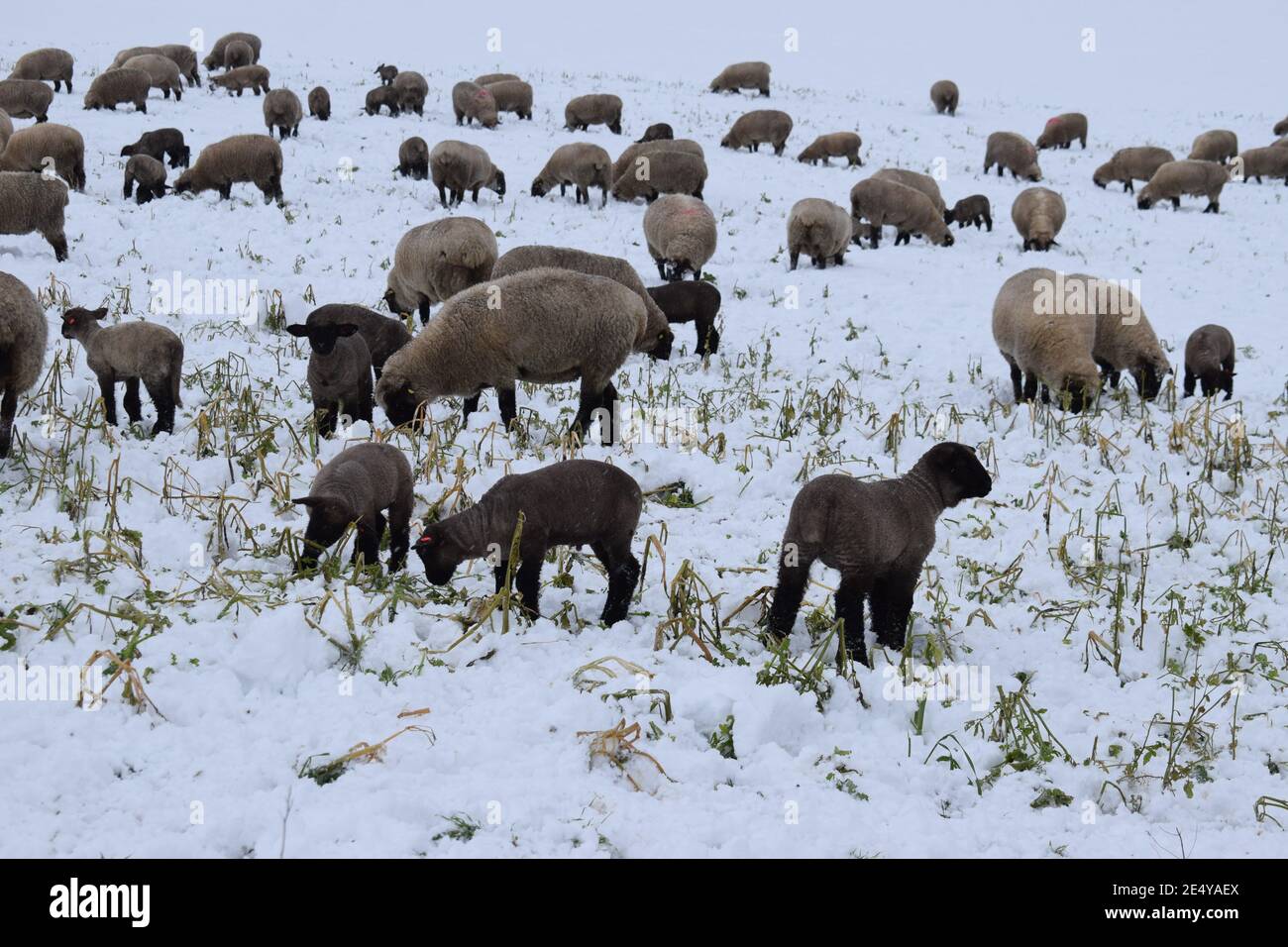 mandria di pecora nella neve Foto Stock