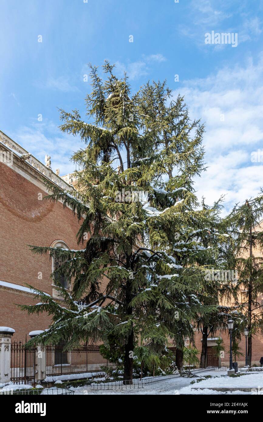 vista verticale di un bell'angolo in bernardas piazza nevoso coperto nella città di alcala de henares su un giorno di sole dopo una nevicata con un grande ced Foto Stock