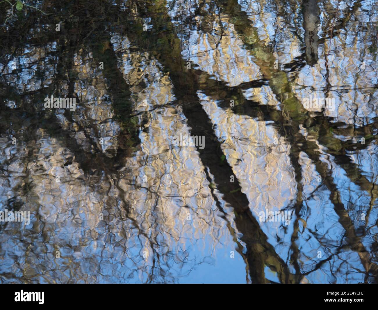 Riflessi dell'albero, natura astratta inverno o primavera sfondo. Foto Stock