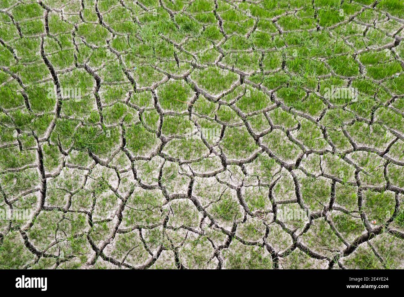 Closeup di suolo asciutto con erba. Sfondo incrinato. Foto Stock