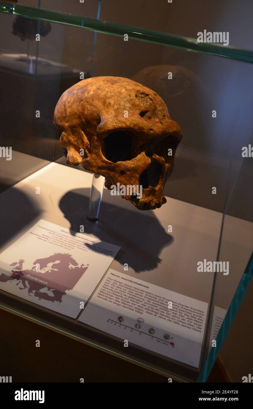 Vista interna del Museo Senckenberg a Francoforte sul meno, Germania Foto Stock