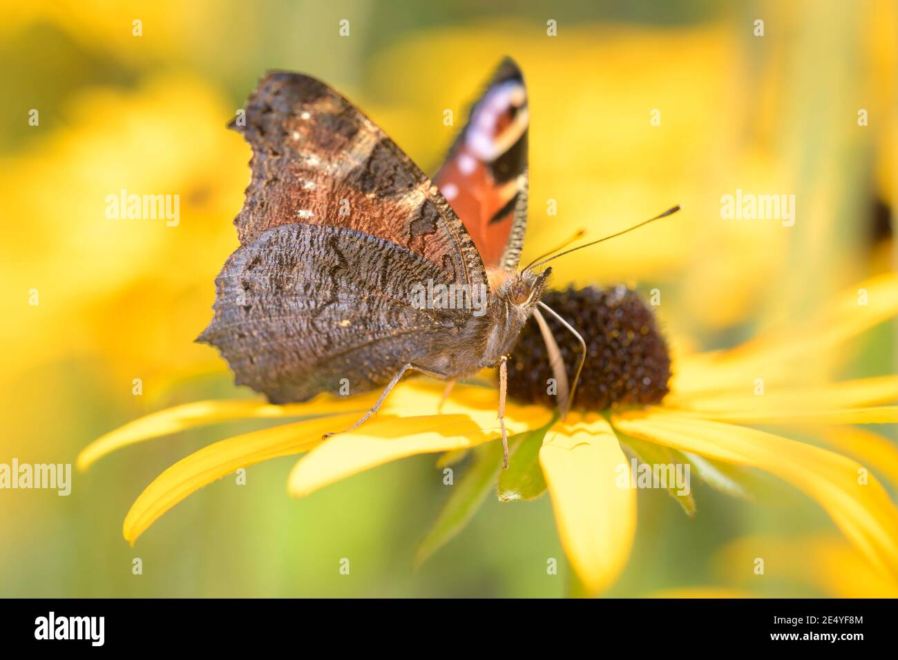 Farfalla europea di pavone - Aglais-io - succhia con il suo tronco Nettare da un fiore di coneflower arancio - Rudbeckia fulgida Foto Stock