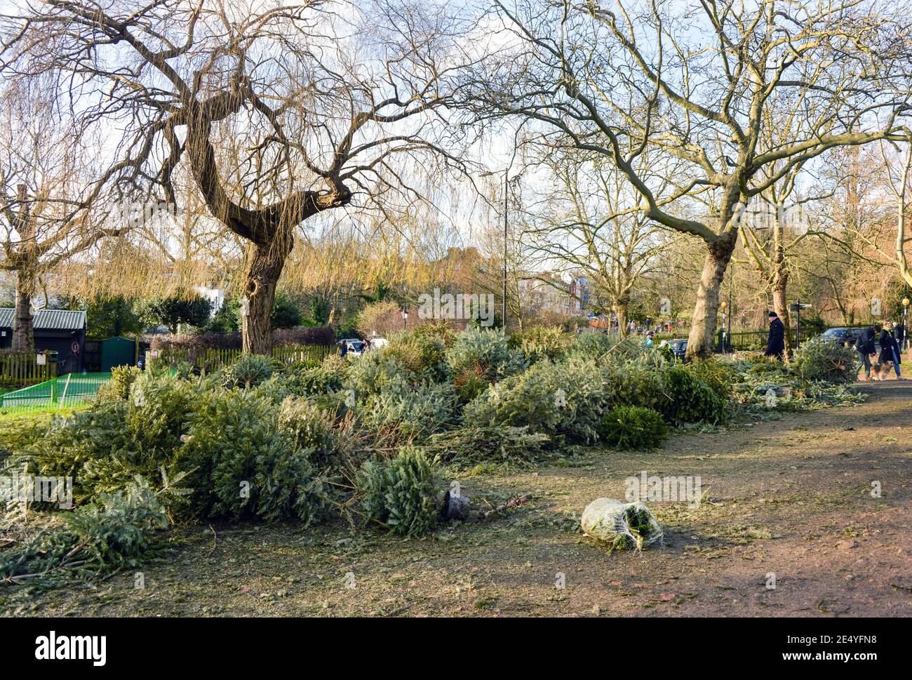 Oltre cinquanta alberi di Natale usati sono abbandonati a Hampstead Heath in gennaio. Gli operai del parco si sforzano di tagliarli in pacciame per il riciclaggio. Foto Stock