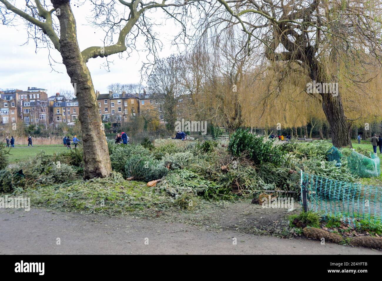 Oltre cinquanta alberi di Natale usati sono abbandonati a Hampstead Heath in gennaio. Gli operai del parco si sforzano di tagliarli in pacciame per il riciclaggio. Foto Stock