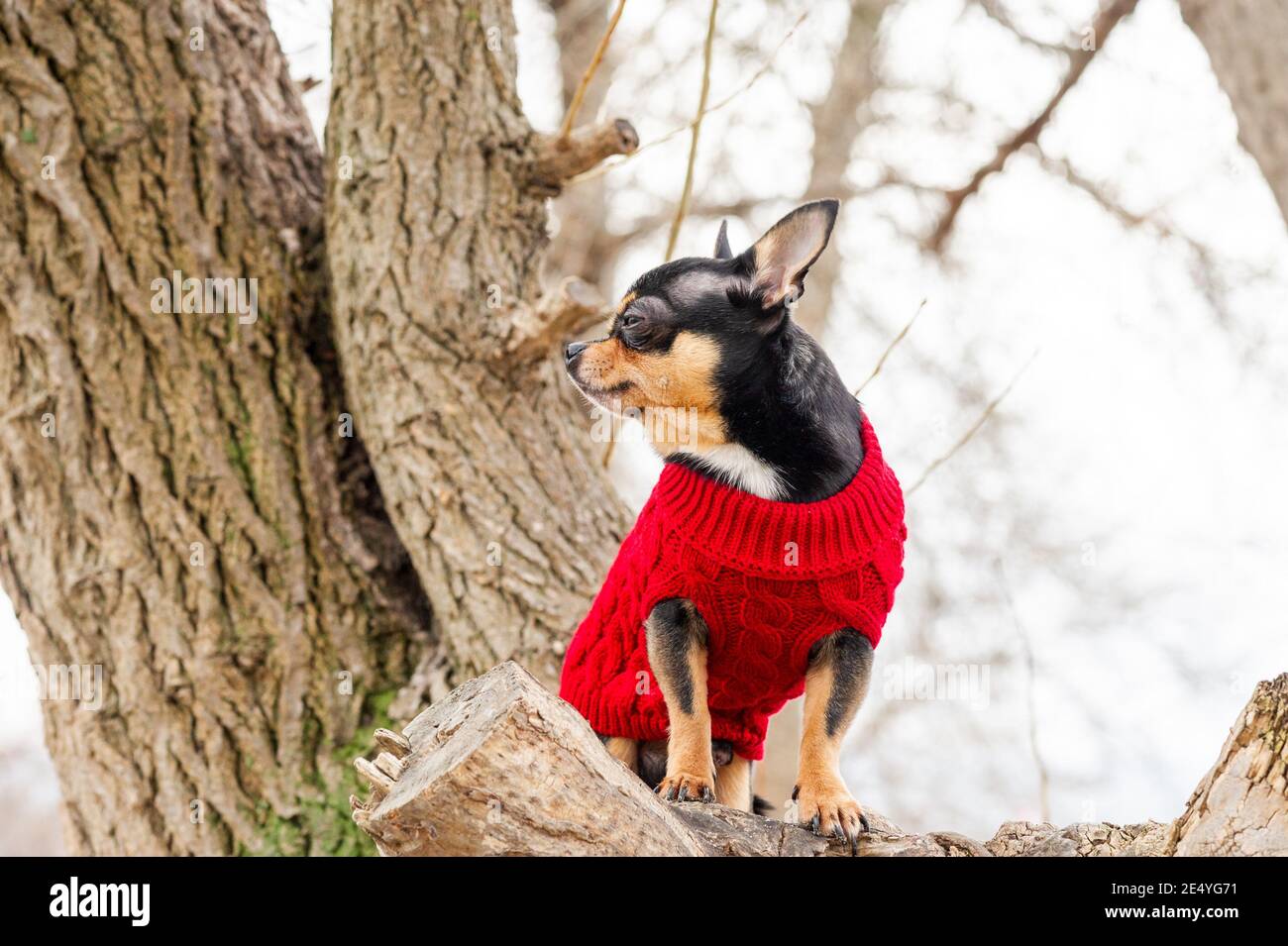 Vestiti Chihuahua. Cane pedigree chihuahua all'aperto. Ritratto di Chihuahua in abiti rossi Foto Stock