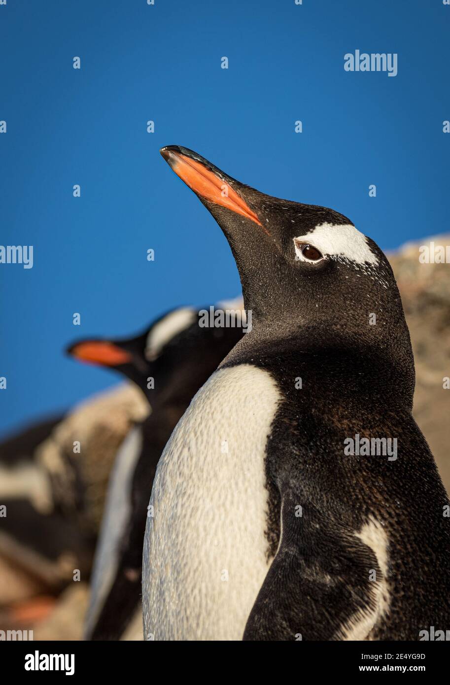 Pinguini Gentoo in Antartide (Pigoscelis papua) Foto Stock