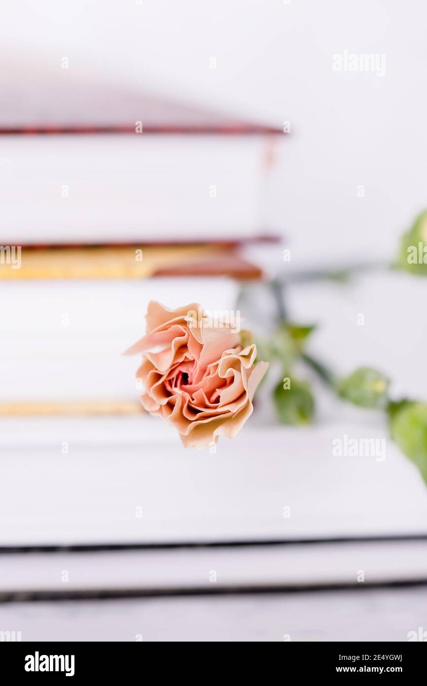 Tè rosa fiore di garofano su una pila leggera di sfondo dei libri Foto Stock
