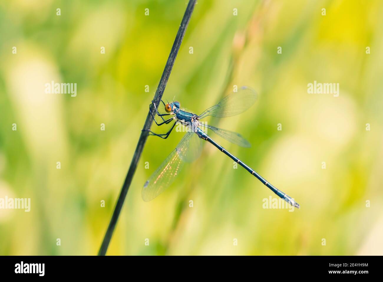 Macro di insetto damselfly blu con occhi marroni seduti lungo gambo di erba scura su sfondo verde offuscato Foto Stock