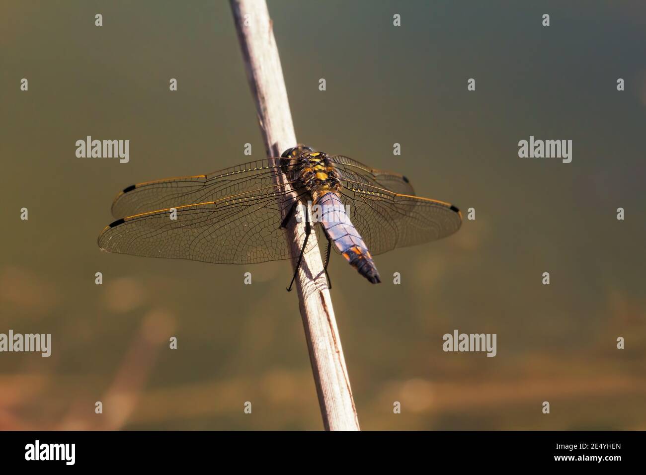 Macro primo piano di Libellula fulva scarso Chaser Dragonfly seduta su gambo asciutto sopra acqua Foto Stock