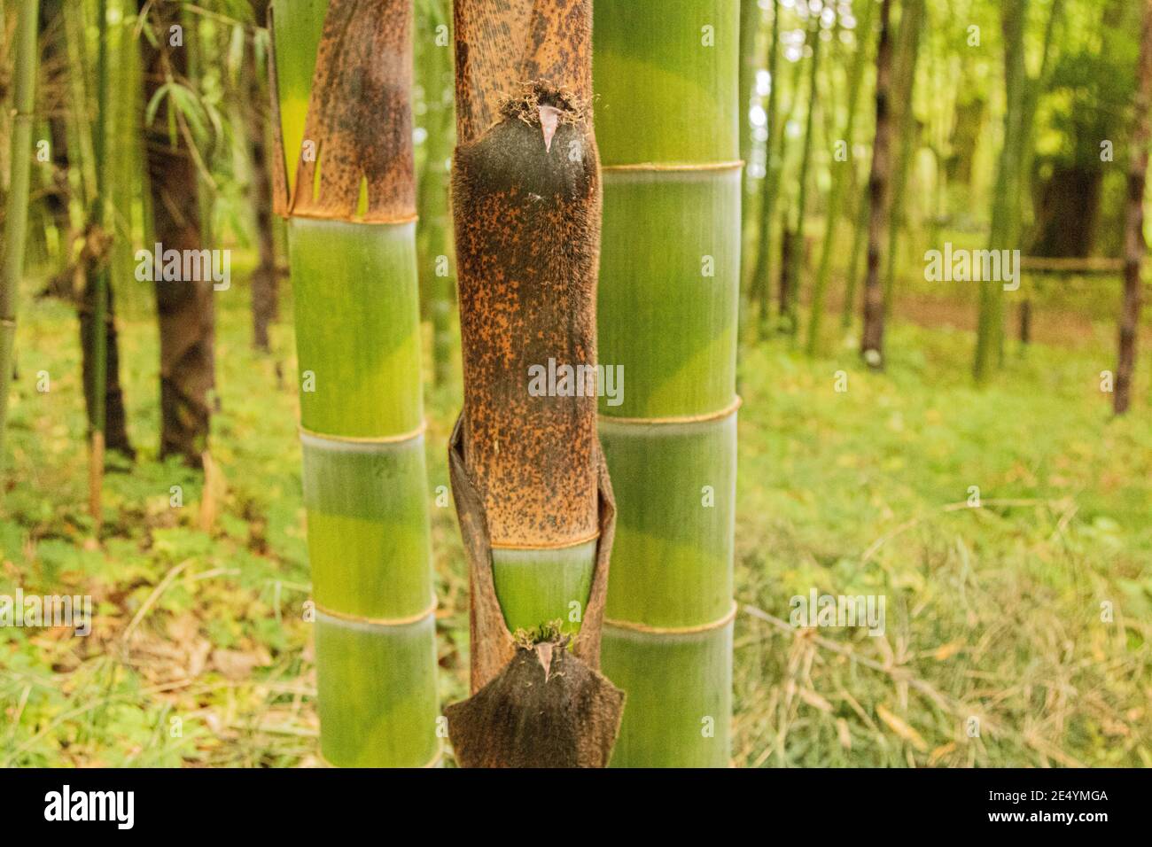 Colpo di closeup di spessi gambi di bambù verde Foto Stock