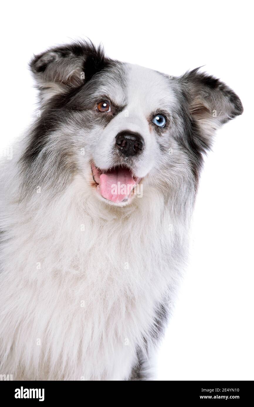 vecchio cane blu di bordo di merle collie di fronte a un sfondo bianco Foto Stock
