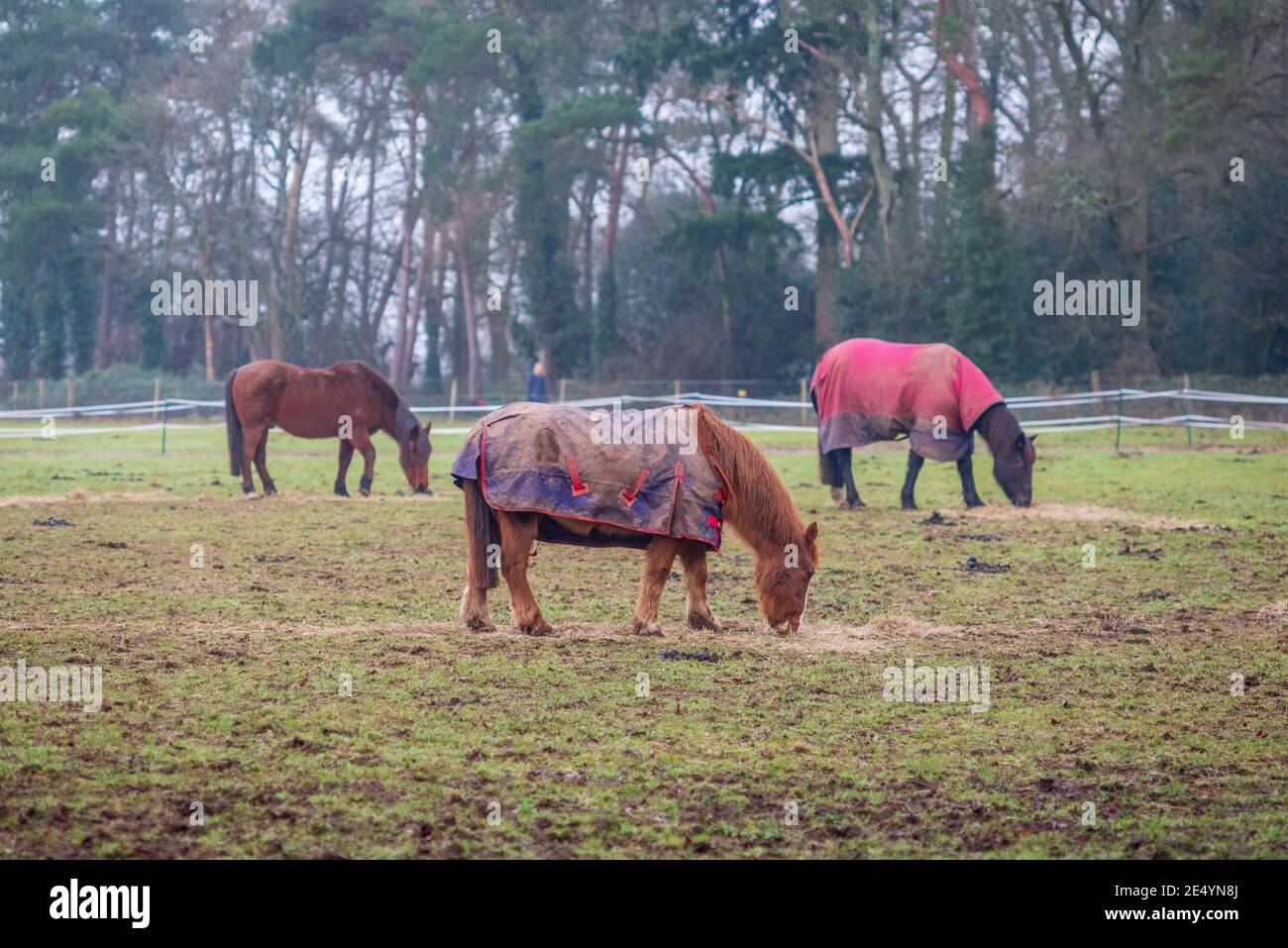 Tre cavalli che pascolano in un campo, due con cappotti invernali Foto Stock