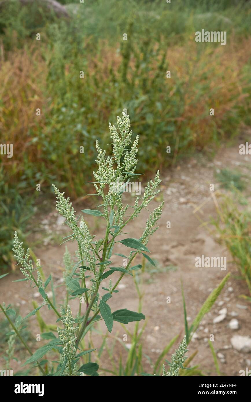 Chenopodium album Yellow Inflorescence Foto Stock