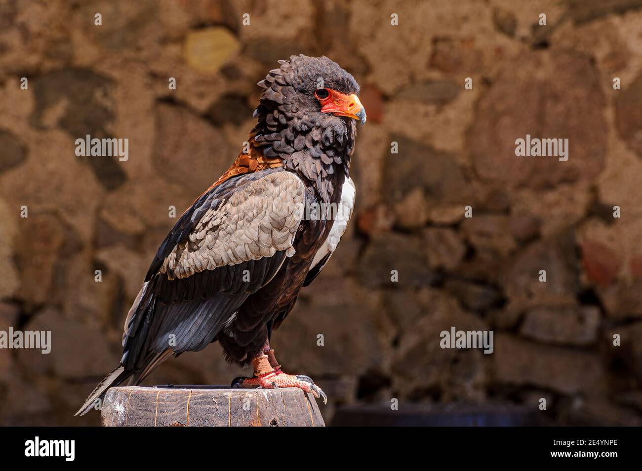 Primo piano di un uccello africano di preda chiamato pygargue - una delle specie più grandi e potenti, con un potente becco giallo. Foto Stock