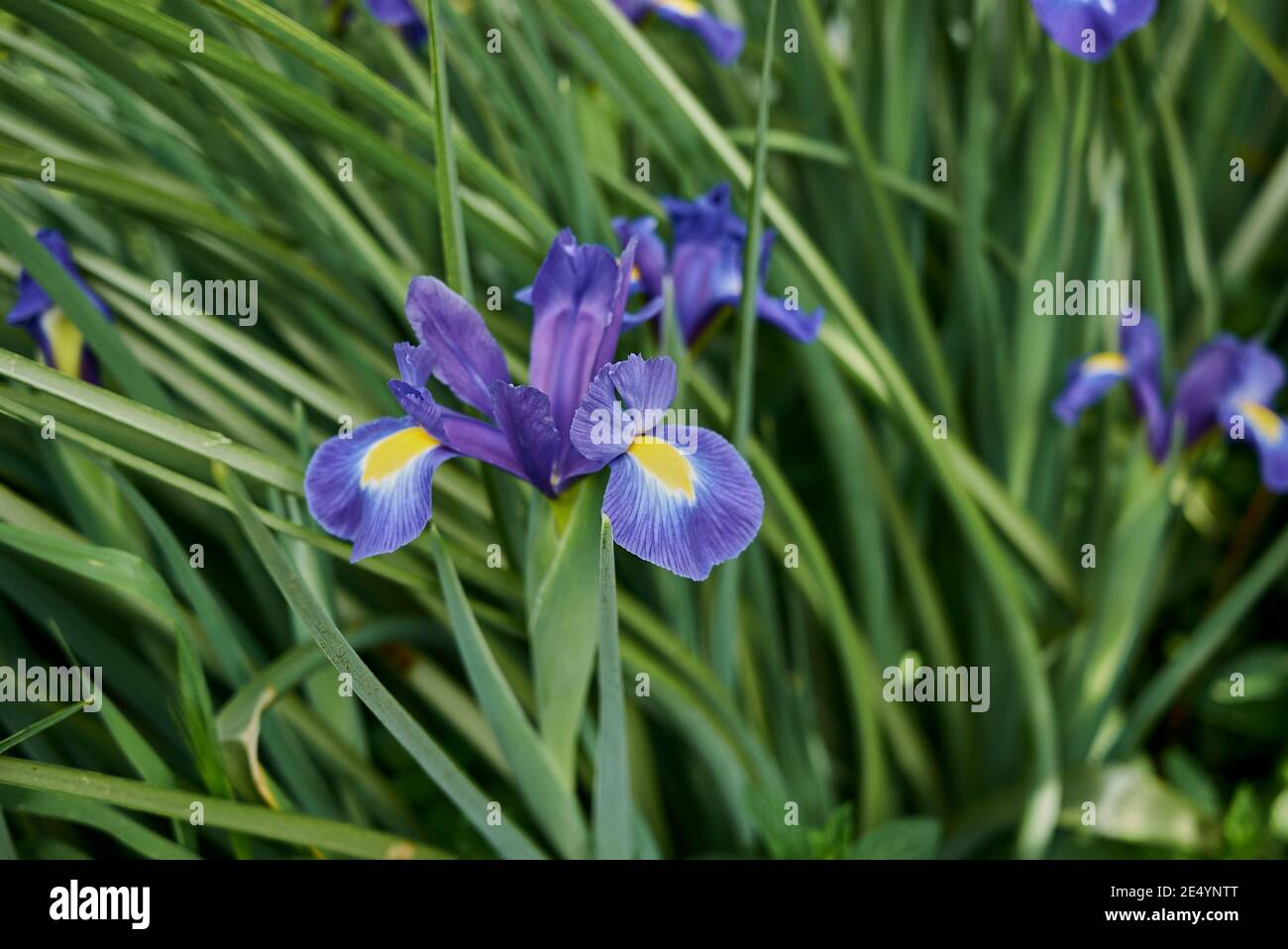 Iris Hollandica fiori viola blu Foto Stock