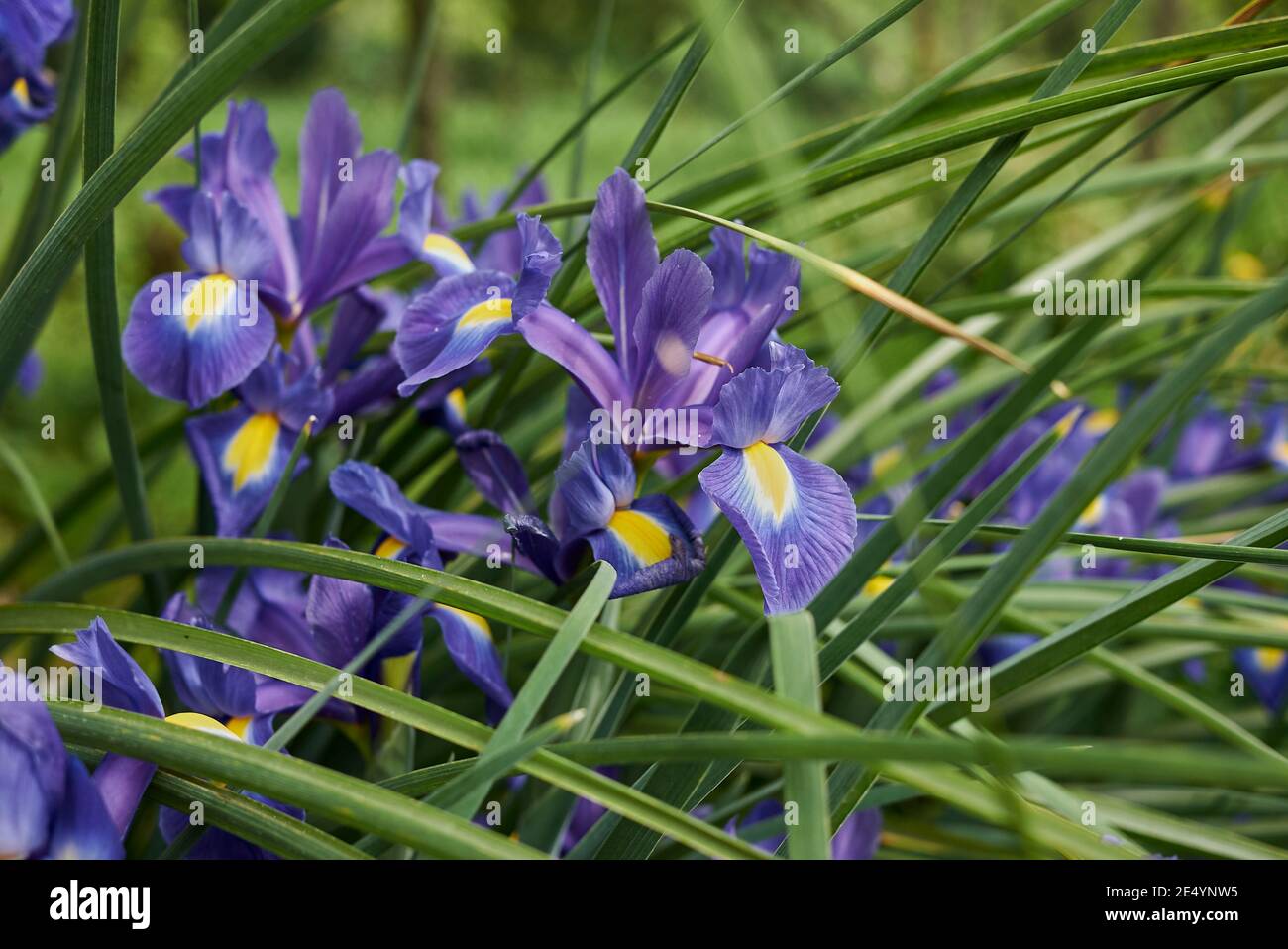 Iris Hollandica fiori viola blu Foto Stock