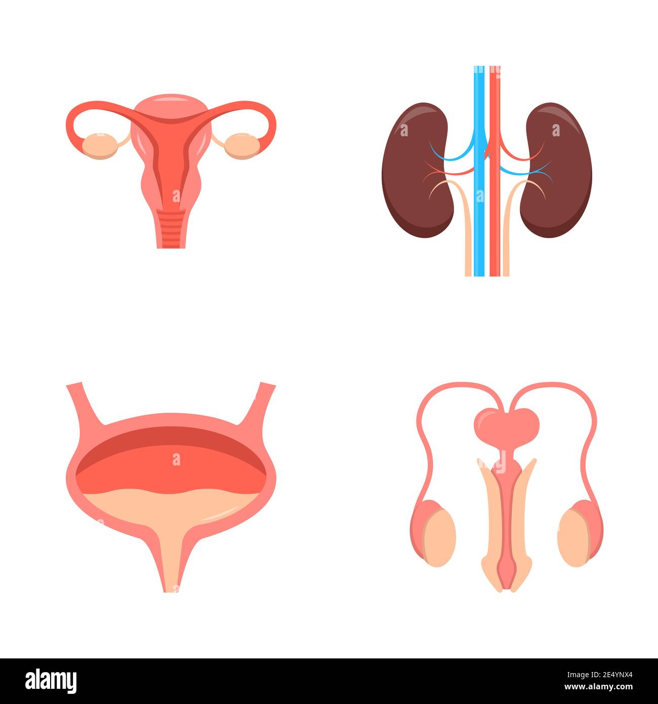 Icona del sistema urogenitale impostata in stile piatto. Sistema riproduttivo femminile e maschile, reni e simboli vescicali. Illustrazione vettoriale. Illustrazione Vettoriale