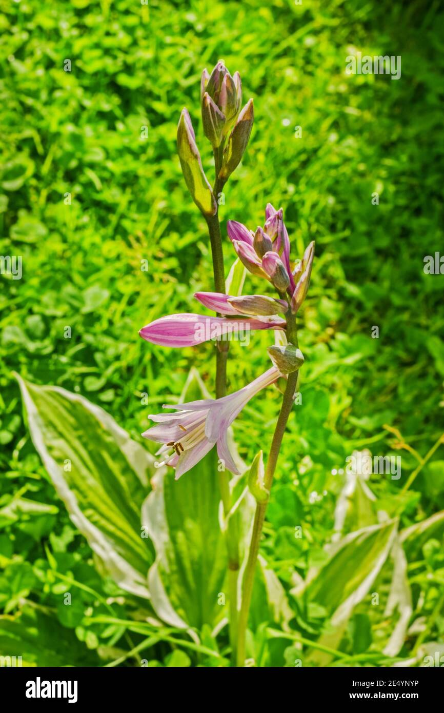 Fioritura affascinante fiore di Hosta a verde estate sfondo erba Foto Stock