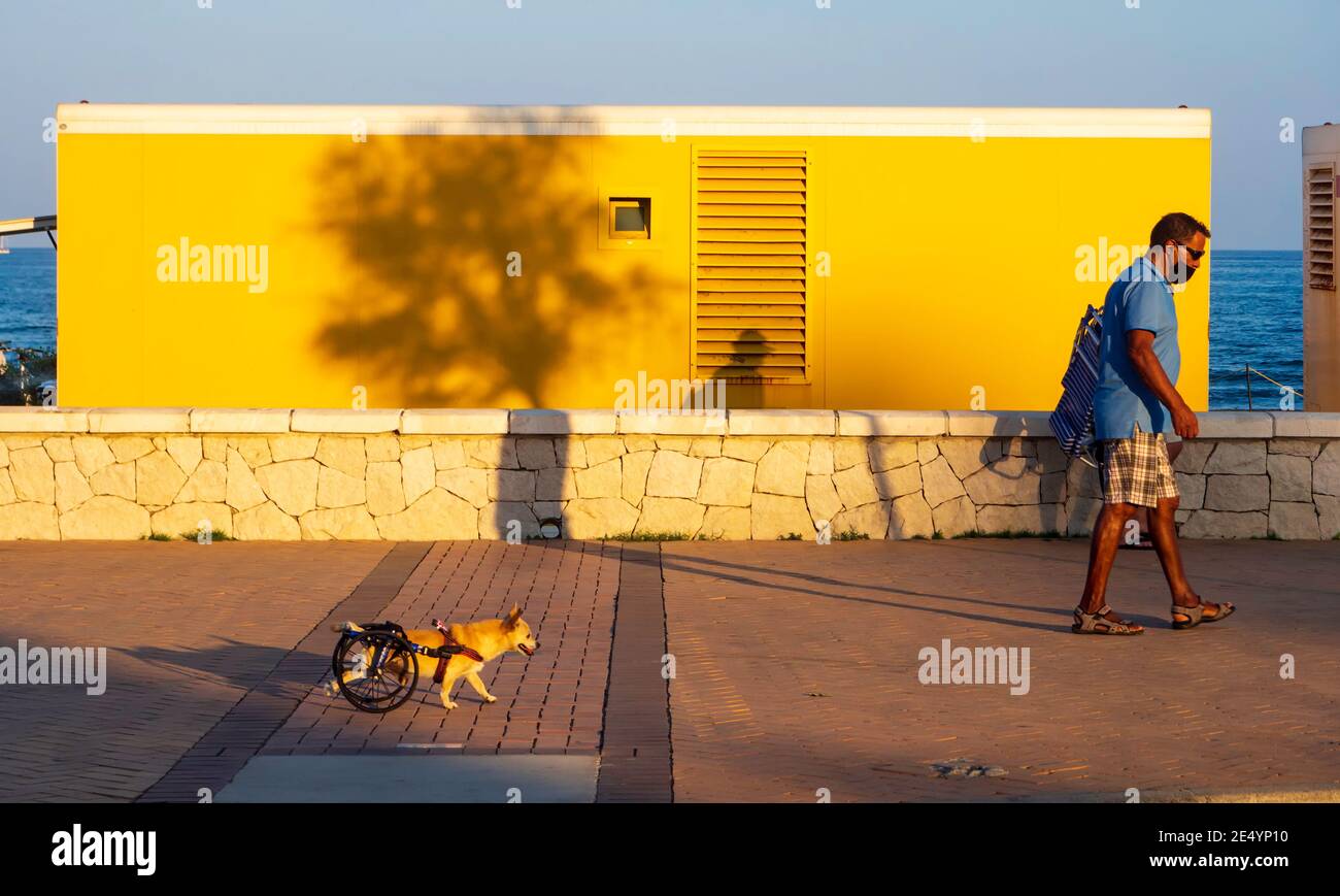 Fuengirola. Settembre 2020. Un uomo cammina con il suo piccolo cane con le gambe posteriori disabilitate, con un carrello con ruote. Foto Stock