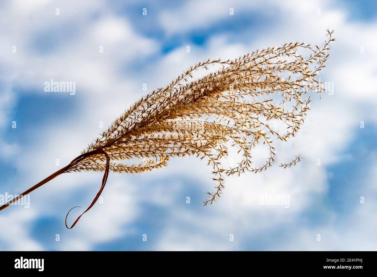 Il vento scuote l'erba piume bianca su steli sottili contro un cielo blu con nuvole bianche Foto Stock