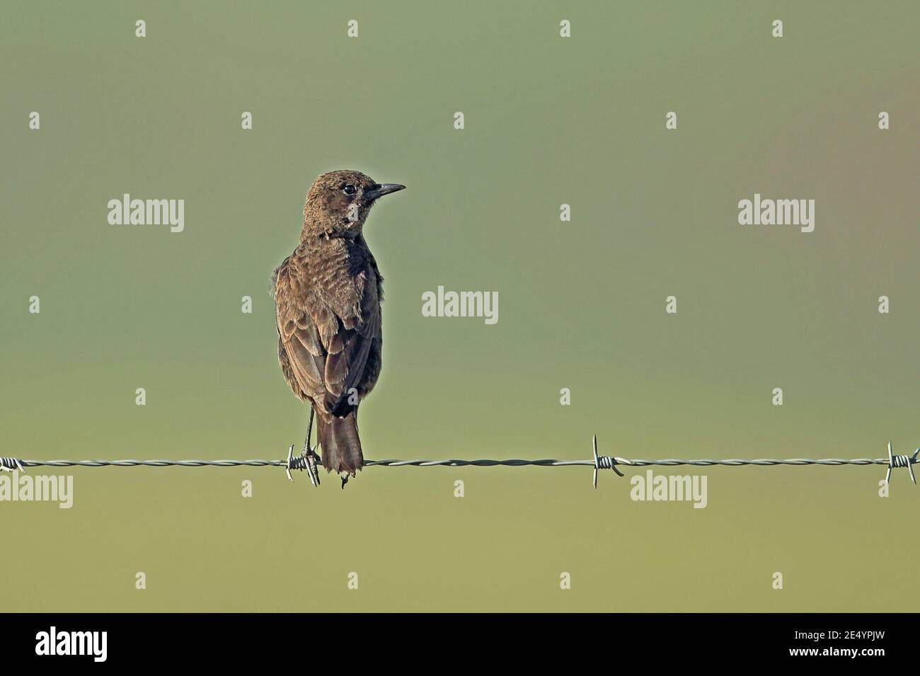Southern Anteater-chat (Myrmecocichla formicivora) adulto arroccato sulla recinzione spinato Wakkerstroom, Sudafrica Novembre Foto Stock