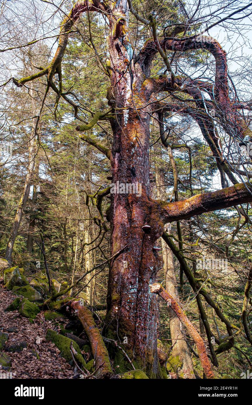 Funghi e muschio attaccarono questo vecchio albero indebolito dall'inverno. I mossi hanno colorato la corteccia di un curioso colore rosso. Foto Stock