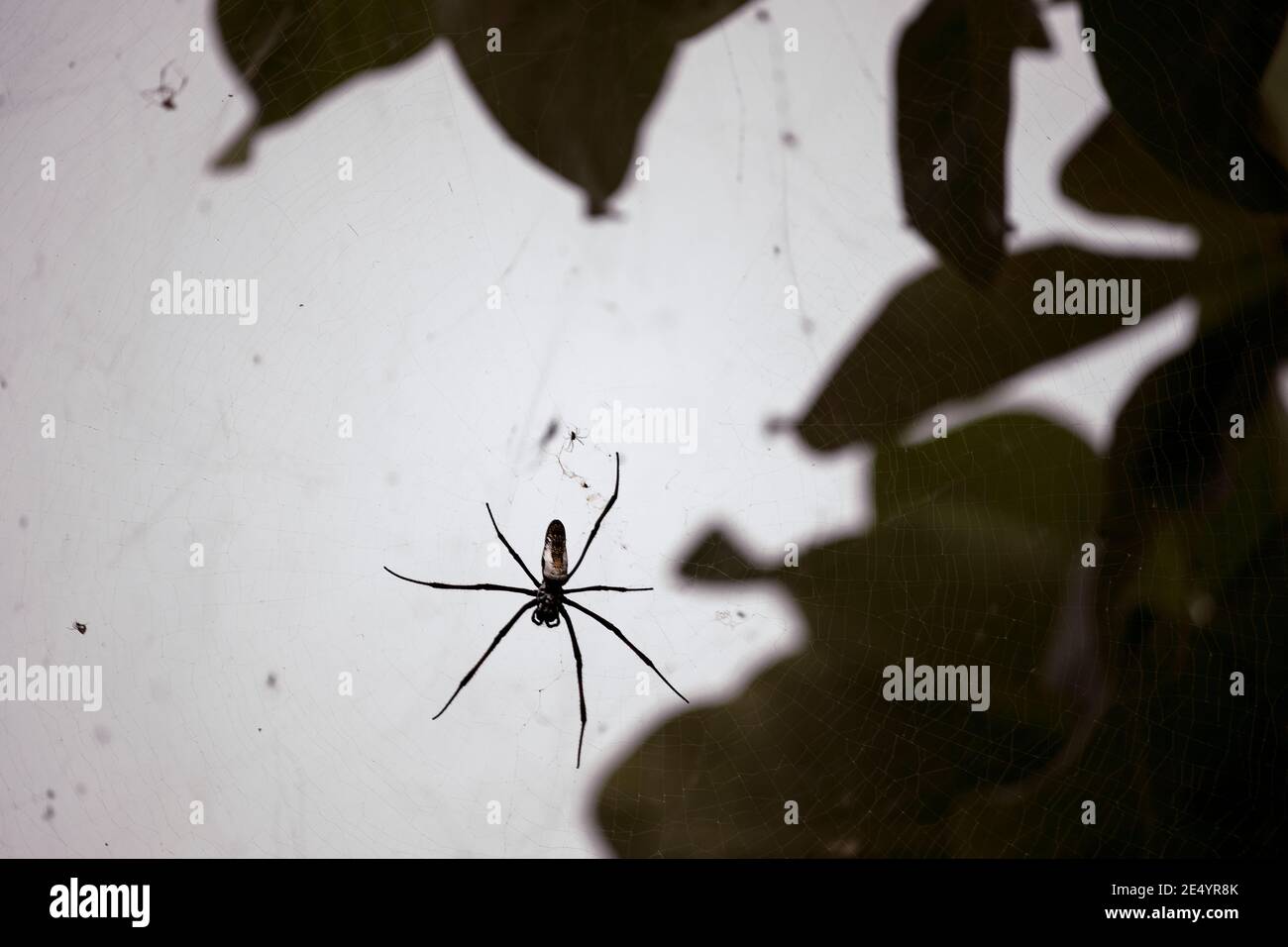 Ragno grande e spooky su sfondo scuro. Orbe orbe dorato ragno tessitore (orb-tessitori di seta dorata) appeso sul cobweb alla luce del mattino. Foto Stock