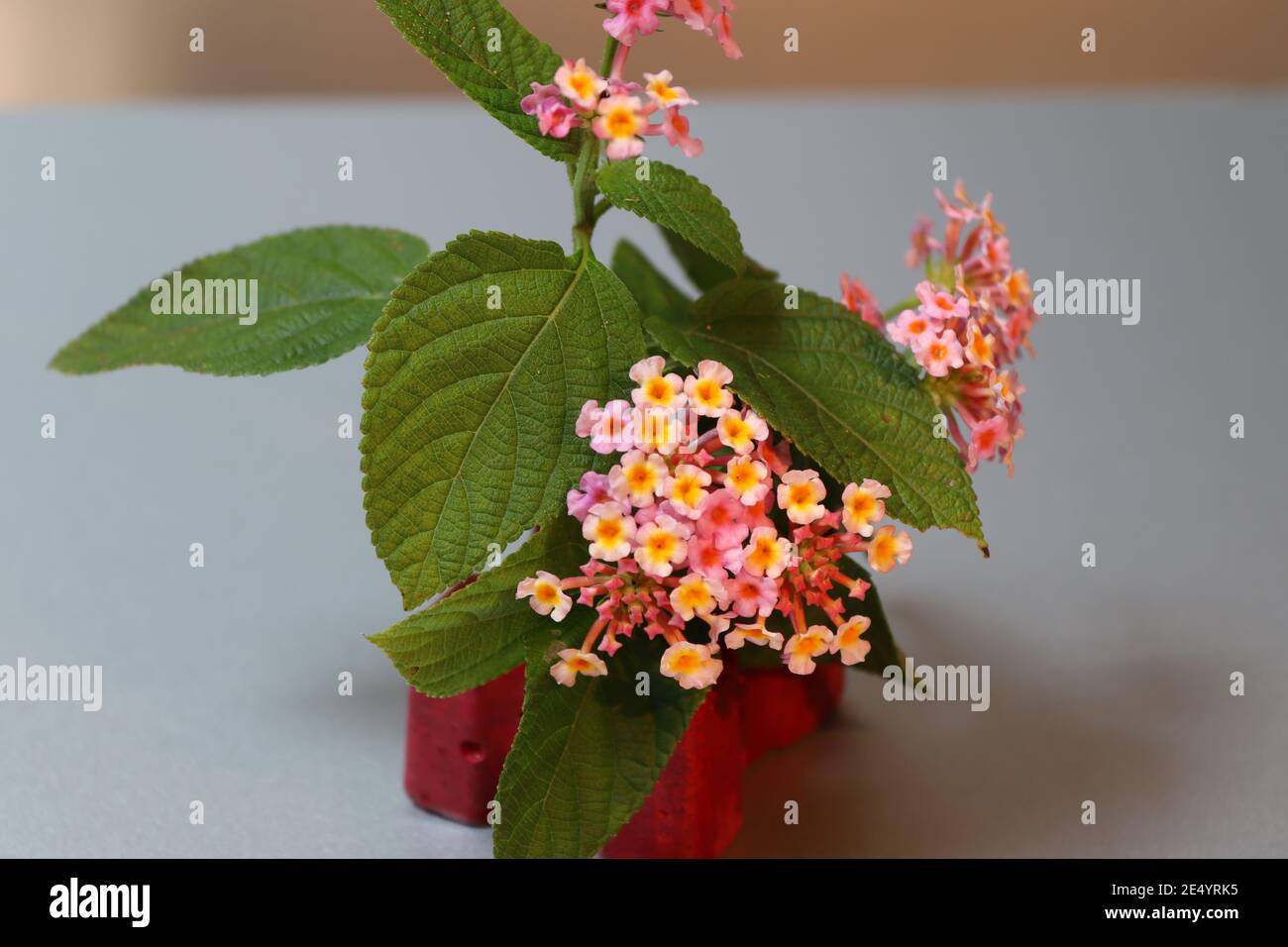 Lantana minuscoli fiori con un'arte Foto Stock