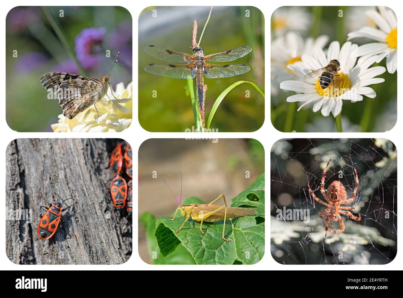 Insetti differenti in un collage Foto Stock