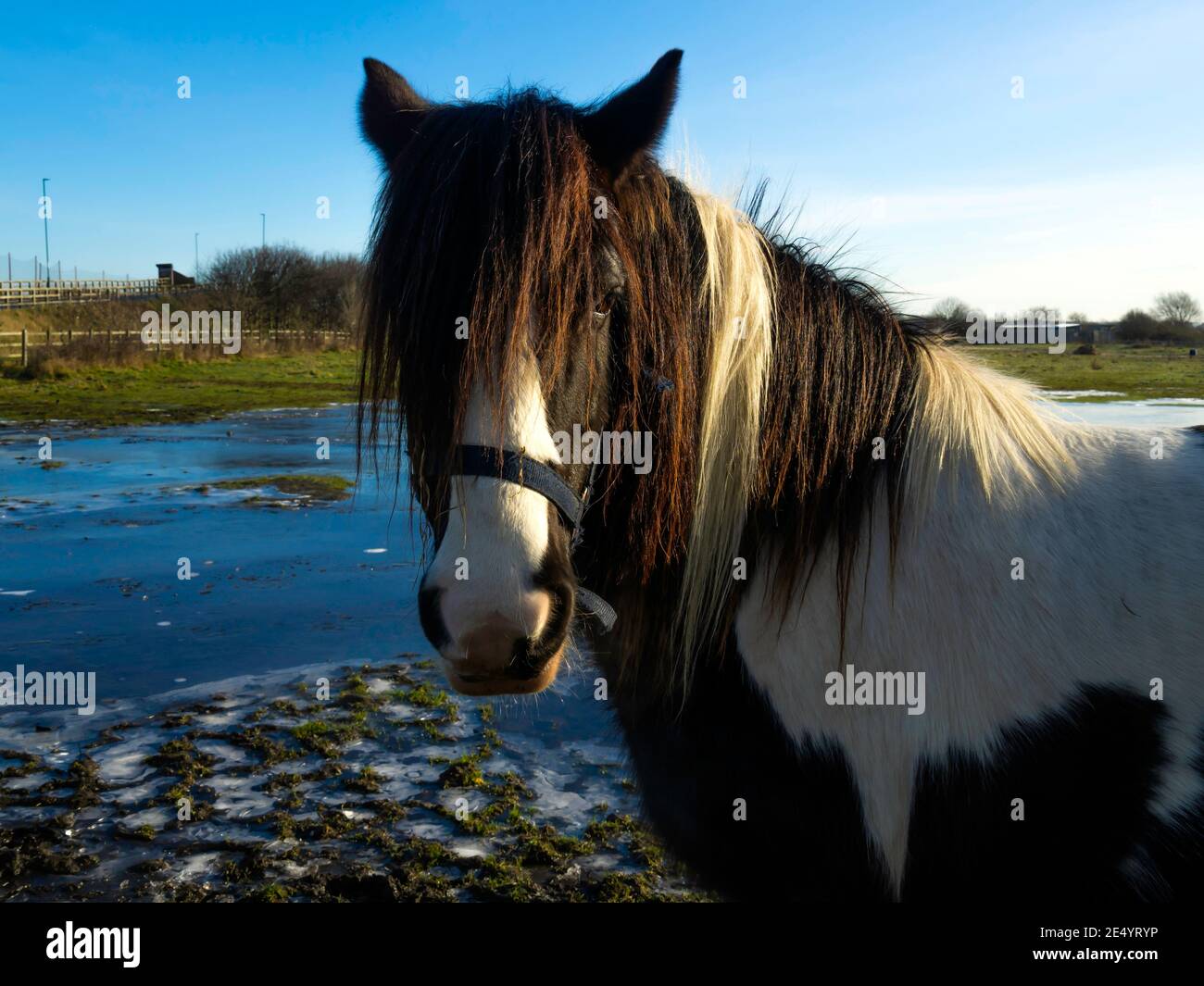 Un pony bianco e nero in un campo congelato a. Coatham Redcar North Yorkshire Foto Stock