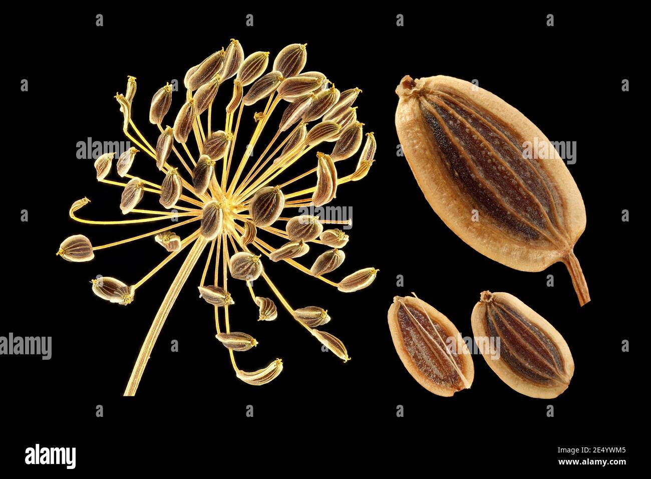 Anetum graveolens, aneto, primo piano, semi (frutti), cumulo Foto Stock