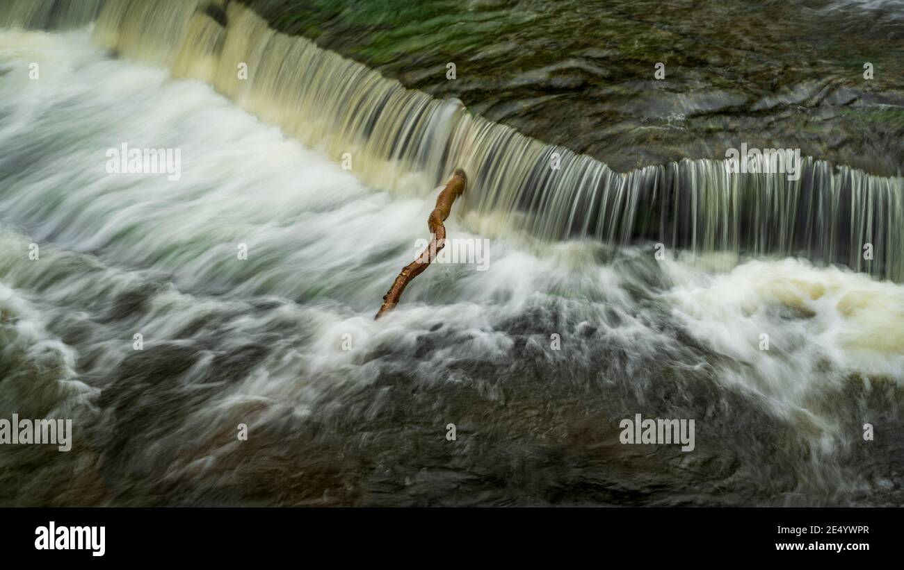 Un ramo di un albero nelle cascate Inferiori delle Aysgarth Falls, North Yorkshire, Inghilterra, Regno Unito Foto Stock